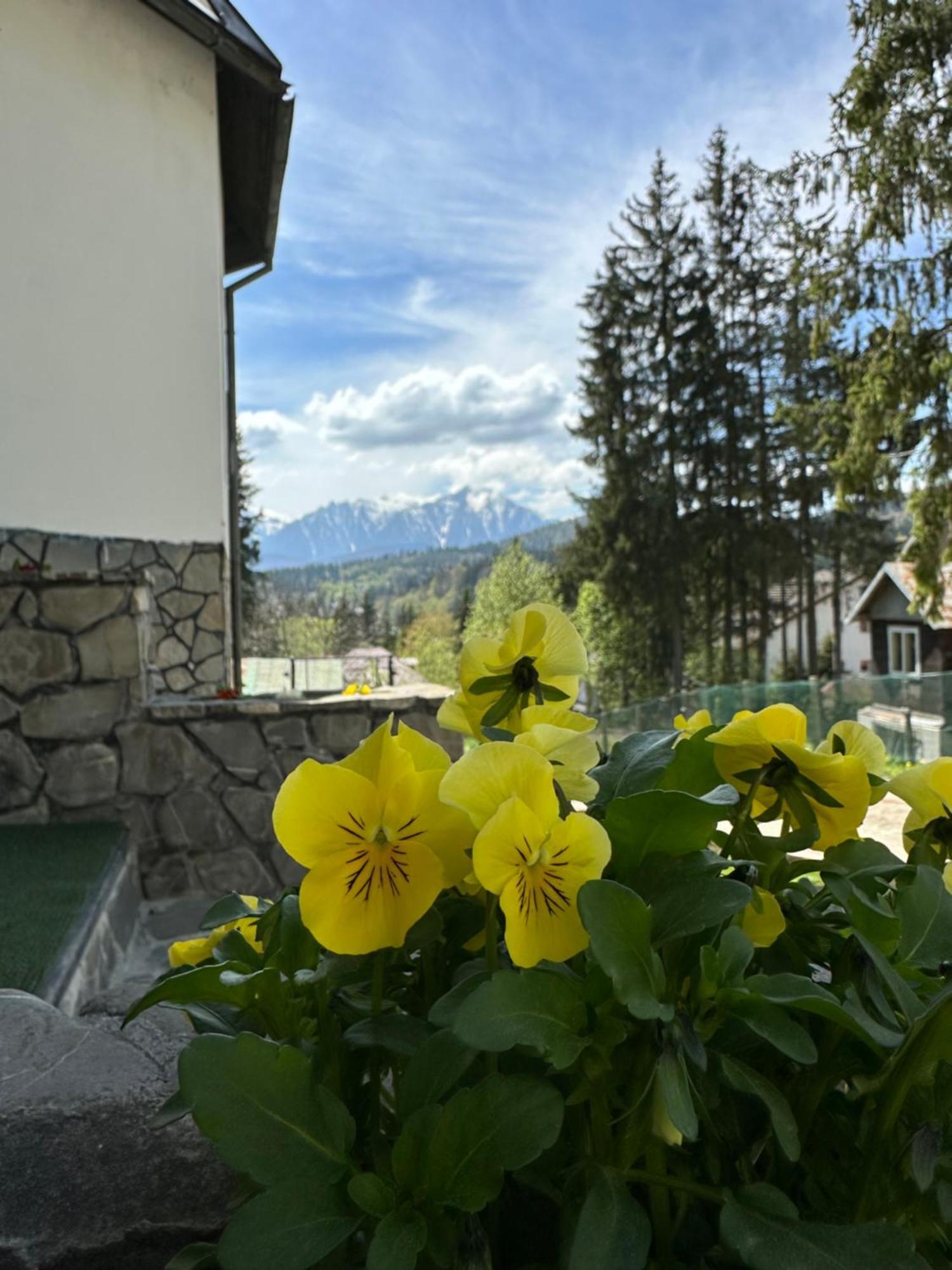 Pine Peak Apartments Predeal Exteriér fotografie